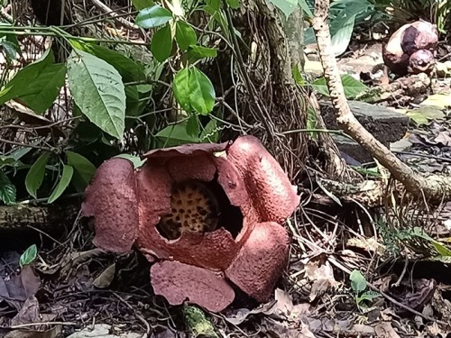 Rafflesia patma, bunga bangkai Rafflesia, Kebun Raya Bogor